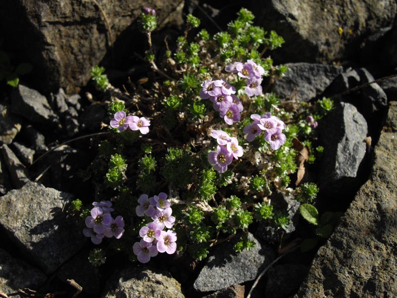 Petrocallis pyrenaica photo